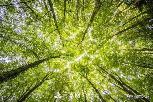 南陽苗木人做好準(zhǔn)備，苗木旺季的腳步正在到來(圖2)