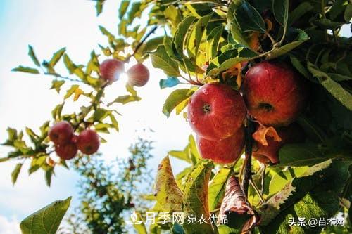 南陽苗木人做好準(zhǔn)備，苗木旺季的腳步正在到來(圖5)