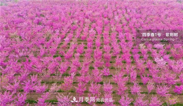 苗木產(chǎn)品的價格、價值和供需——三角關(guān)系之動態(tài)平衡(圖4)