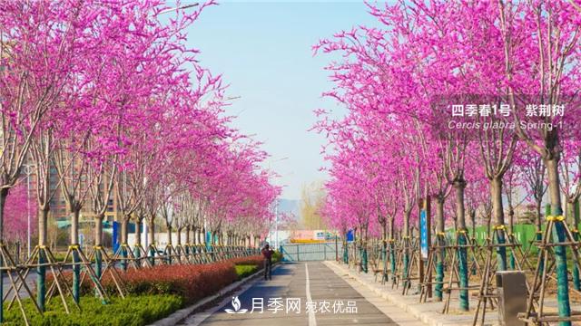 苗木產(chǎn)品的價格、價值和供需——三角關(guān)系之動態(tài)平衡(圖1)