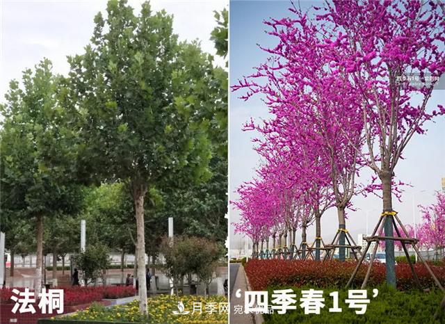 苗木產(chǎn)品的價格、價值和供需——三角關(guān)系之動態(tài)平衡(圖2)