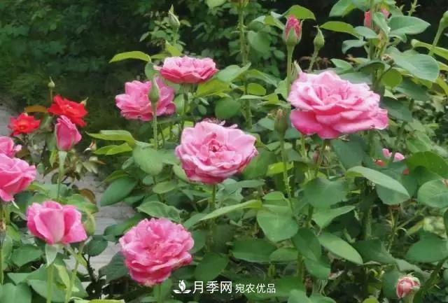月季***怕“三種”水，避開不黃葉爛根，清香宜人一整年(圖2)