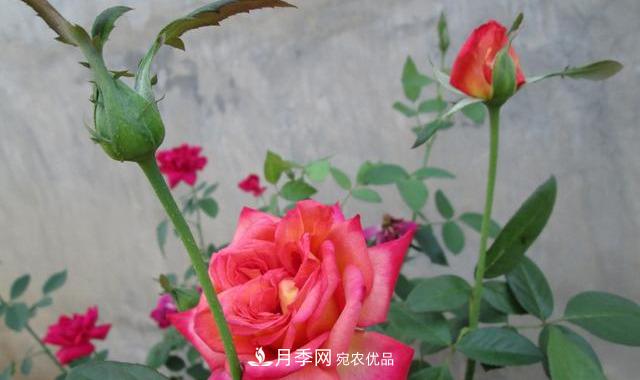 月季***怕“三種”水，避開不黃葉爛根，清香宜人一整年(圖3)