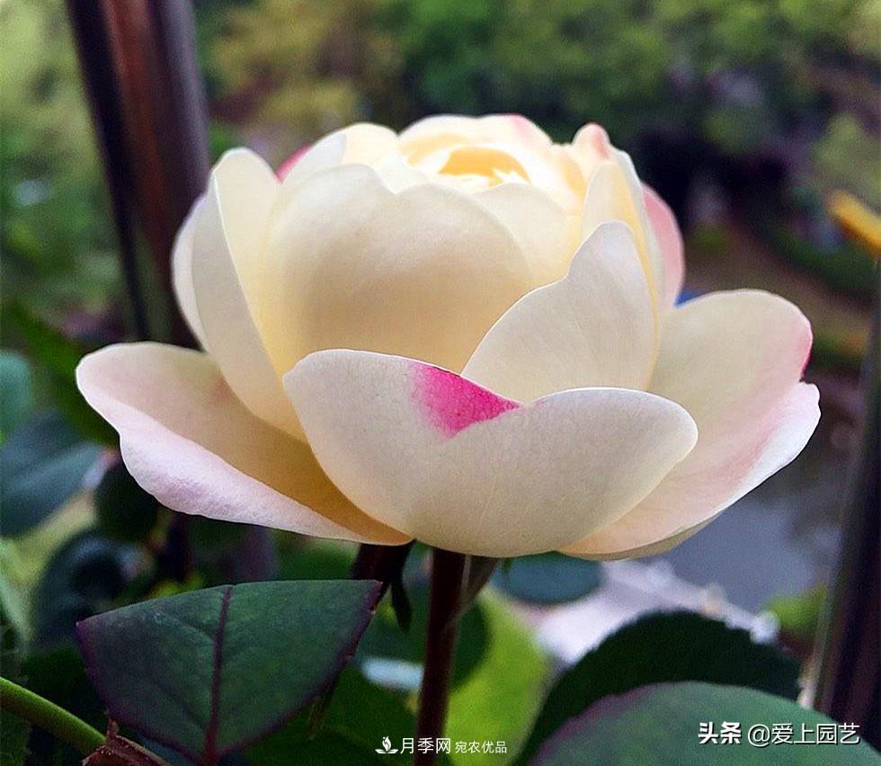 一成不變的月季不是我的菜，“百變女郎”才夠精彩(圖3)