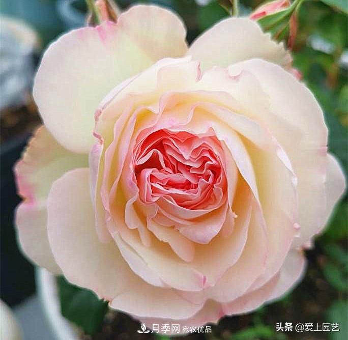 一成不變的月季不是我的菜，“百變女郎”才夠精彩(圖7)