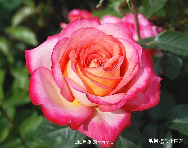 一成不變的月季不是我的菜，“百變女郎”才夠精彩(圖12)
