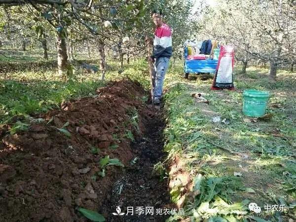 果園秋施基肥和明年花前施基肥有什么區(qū)別？(圖1)