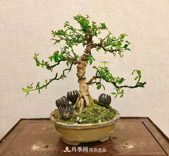 花中四友——迎春花，蒼古成趣的迎春花盆景育樁技巧(圖1)
