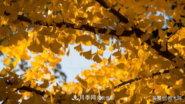 秋季苗木看這幾種綠化樹(shù)，越看越美(圖2)