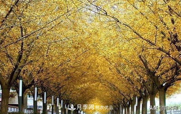 秋季苗木看這幾種綠化樹(shù)，越看越美(圖1)