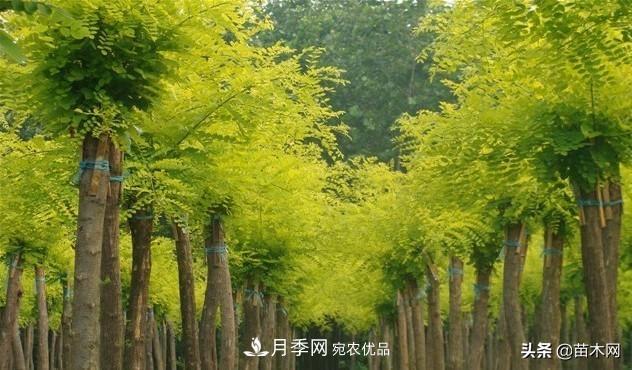 秋季苗木看這幾種綠化樹(shù)，越看越美(圖3)