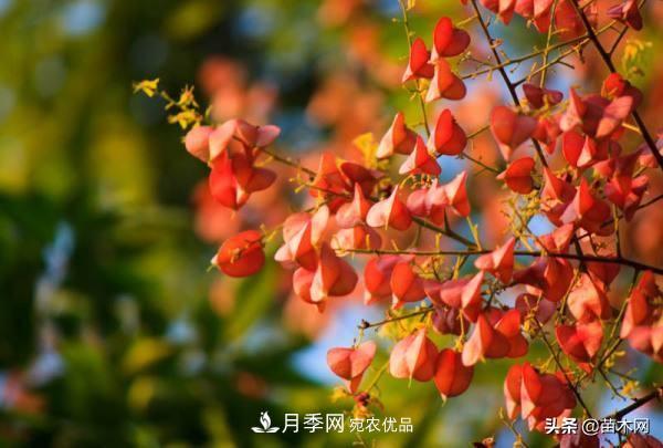 秋季苗木看這幾種綠化樹(shù)，越看越美(圖4)