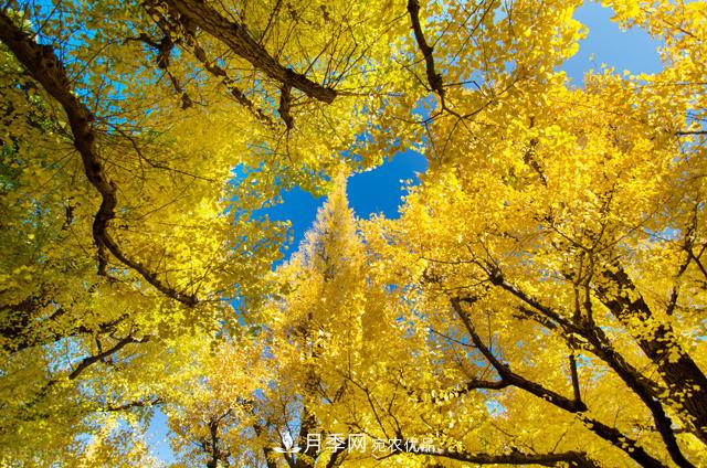 秋葉如花，觀賞紅葉的苗木，除了紅楓，你認(rèn)識(shí)哪幾種？(圖3)