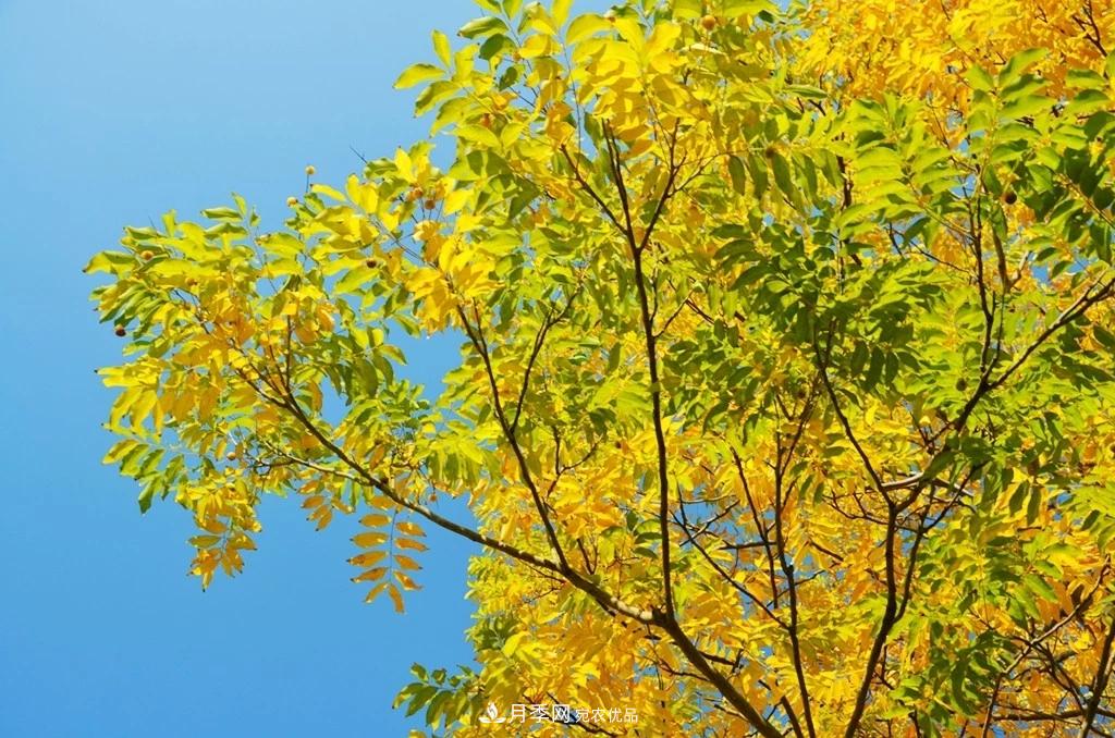 秋葉如花，觀賞紅葉的苗木，除了紅楓，你認(rèn)識(shí)哪幾種？(圖4)