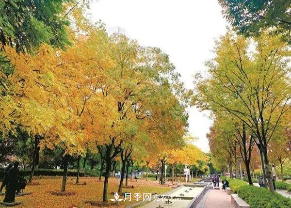 秋葉如花，觀賞紅葉的苗木，除了紅楓，你認(rèn)識(shí)哪幾種？(圖6)