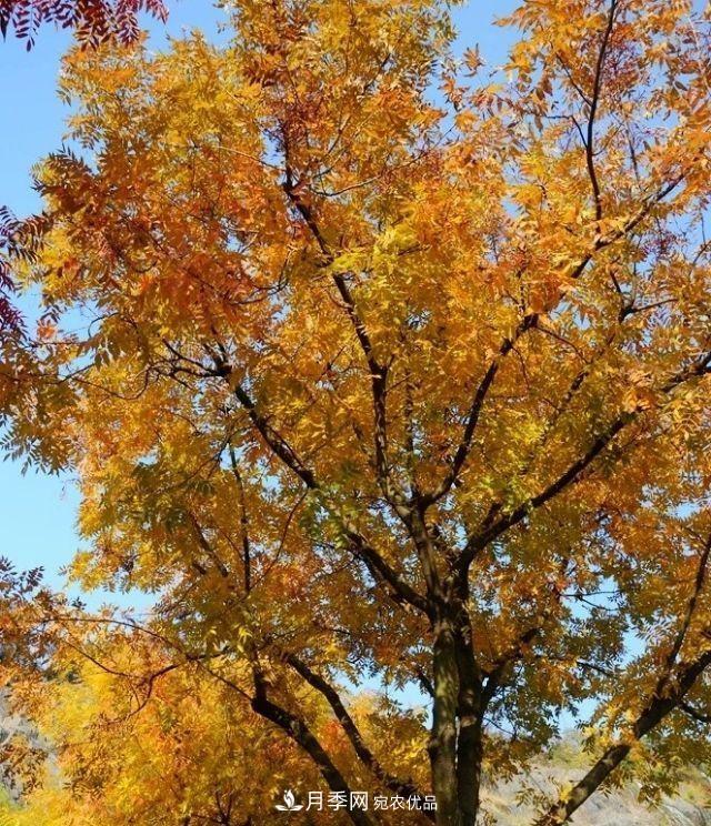 秋葉如花，觀賞紅葉的苗木，除了紅楓，你認(rèn)識(shí)哪幾種？(圖2)