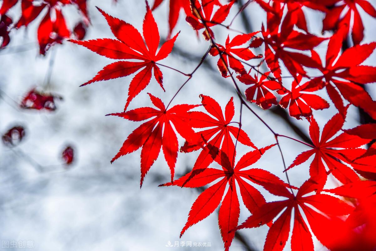 秋葉如花，觀賞紅葉的苗木，除了紅楓，你認(rèn)識(shí)哪幾種？(圖8)