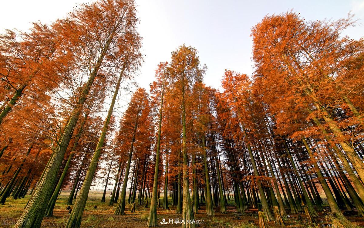 秋葉如花，觀賞紅葉的苗木，除了紅楓，你認(rèn)識(shí)哪幾種？(圖9)