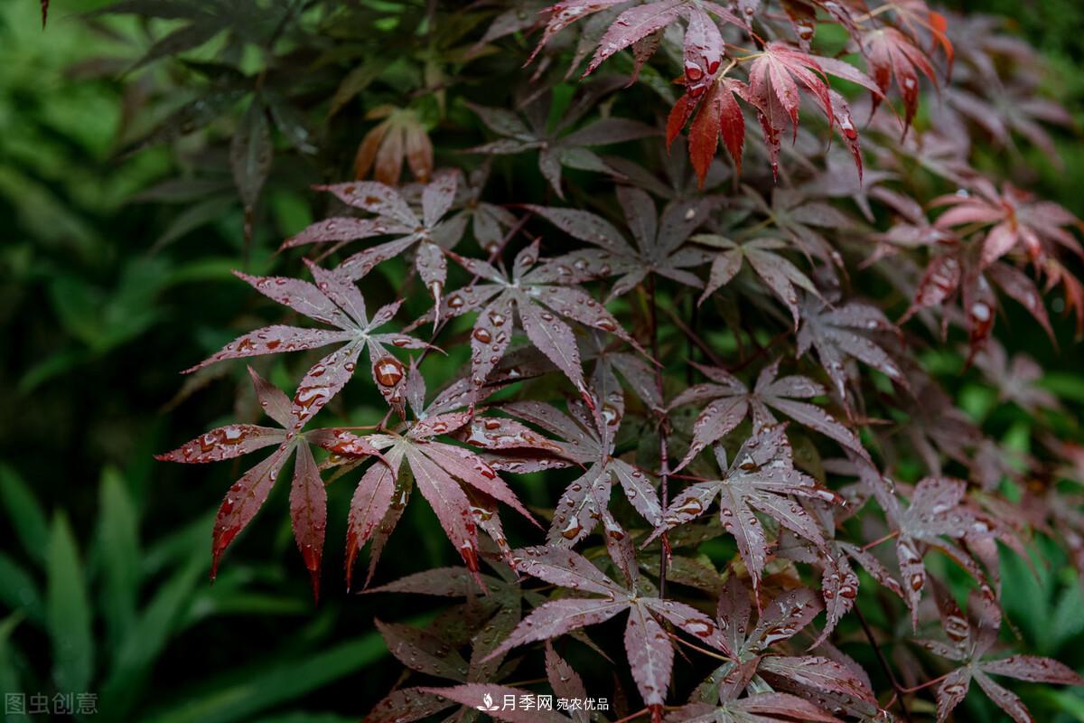 秋葉如花，觀賞紅葉的苗木，除了紅楓，你認(rèn)識(shí)哪幾種？(圖7)