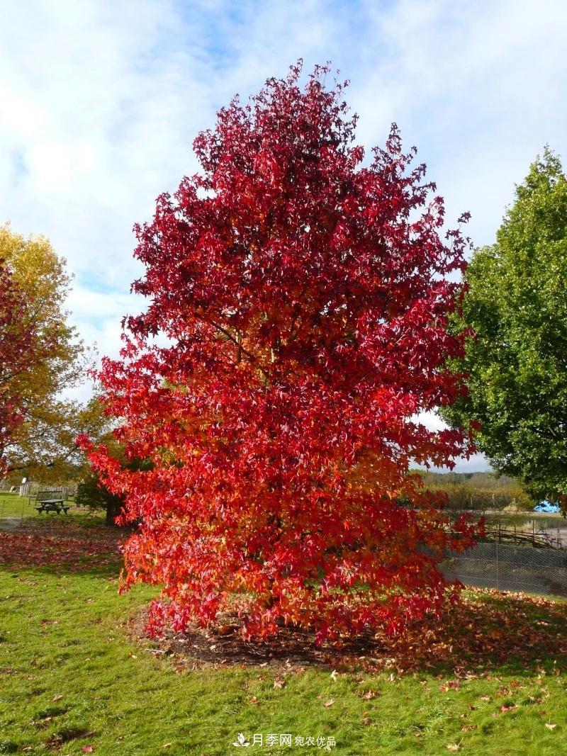 秋葉如花，觀賞紅葉的苗木，除了紅楓，你認(rèn)識(shí)哪幾種？(圖10)