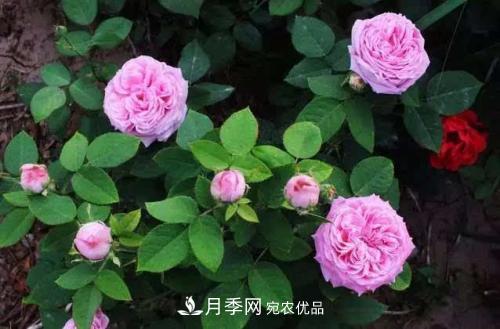 月季開花越來越少？教你一招，分枝多，花量翻倍，新手也會養(yǎng)(圖1)