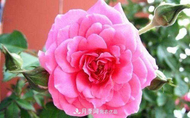 月季、薔薇、玫瑰有區(qū)別，懂得1點(diǎn)，全都能養(yǎng)好，開花一茬茬(圖1)
