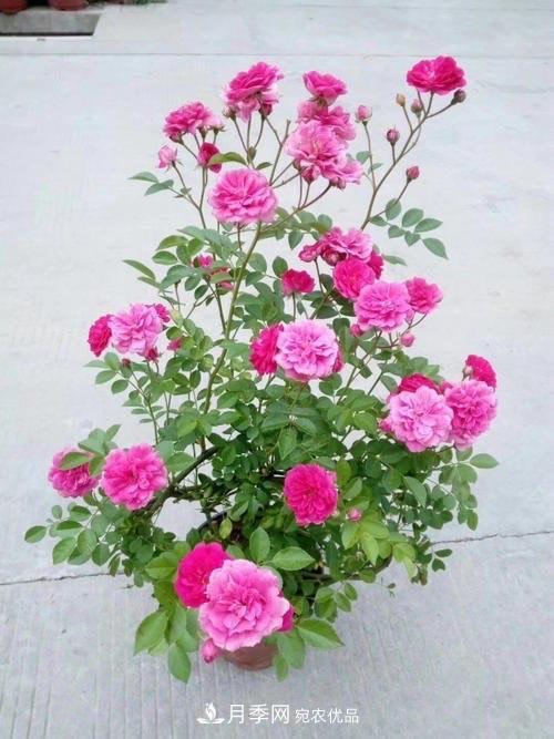 月季、薔薇、玫瑰有區(qū)別，懂得1點(diǎn)，全都能養(yǎng)好，開花一茬茬(圖3)