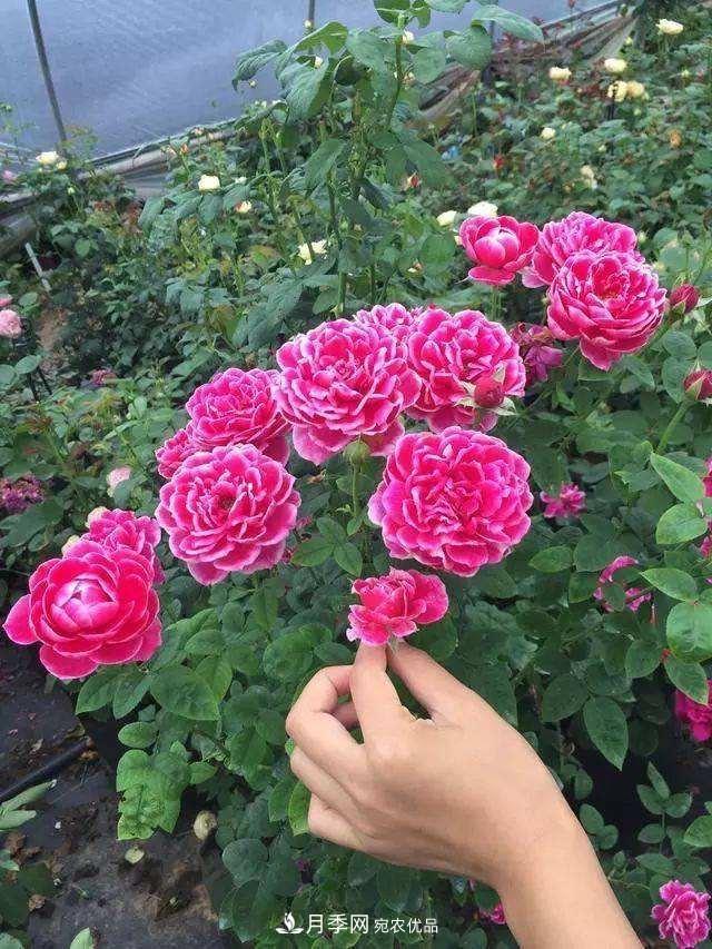 月季、薔薇、玫瑰有區(qū)別，懂得1點(diǎn)，全都能養(yǎng)好，開花一茬茬(圖2)
