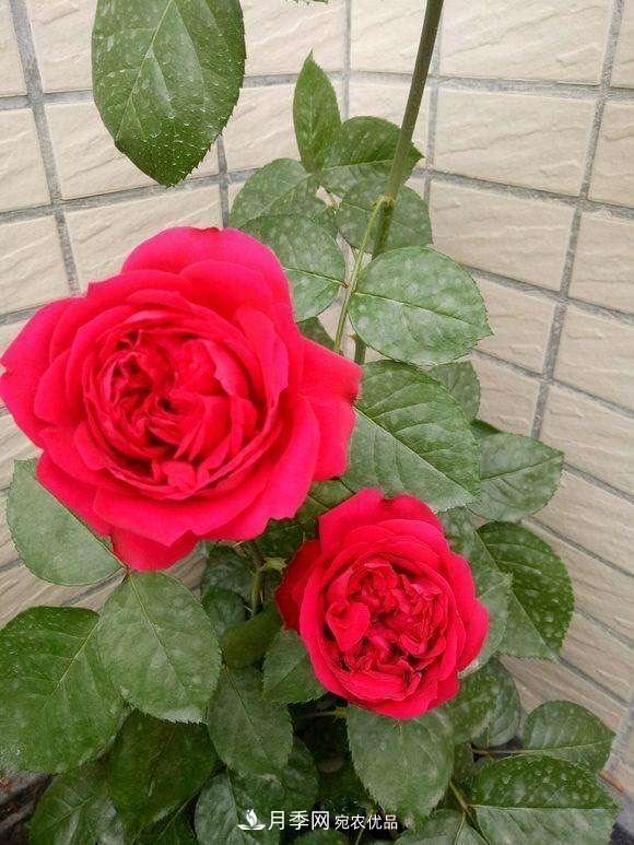 月季、薔薇、玫瑰有區(qū)別，懂得1點(diǎn)，全都能養(yǎng)好，開花一茬茬(圖4)