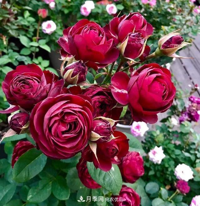 月季、薔薇、玫瑰有區(qū)別，懂得1點(diǎn)，全都能養(yǎng)好，開花一茬茬(圖6)