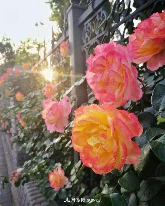月季、薔薇、玫瑰有區(qū)別，懂得1點(diǎn)，全都能養(yǎng)好，開花一茬茬(圖5)