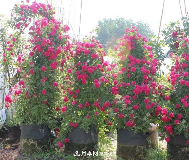 月季、薔薇、玫瑰有區(qū)別，懂得1點(diǎn)，全都能養(yǎng)好，開花一茬茬(圖7)
