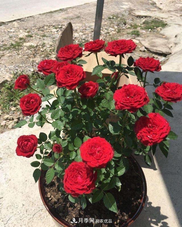月季、薔薇、玫瑰有區(qū)別，懂得1點(diǎn)，全都能養(yǎng)好，開花一茬茬(圖8)