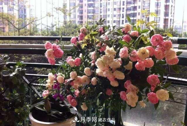 月季、薔薇、玫瑰有區(qū)別，懂得1點(diǎn)，全都能養(yǎng)好，開花一茬茬(圖10)