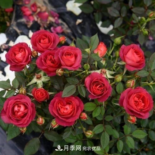 月季、薔薇、玫瑰有區(qū)別，懂得1點(diǎn)，全都能養(yǎng)好，開花一茬茬(圖9)