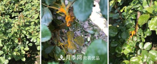 月季病害及雜草如何防除？(圖2)