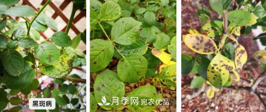 月季病害及雜草如何防除？(圖1)