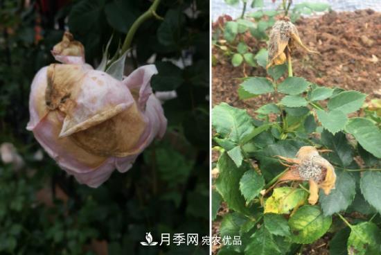 月季病害及雜草如何防除？(圖4)