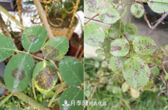 月季病害及雜草如何防除？(圖5)