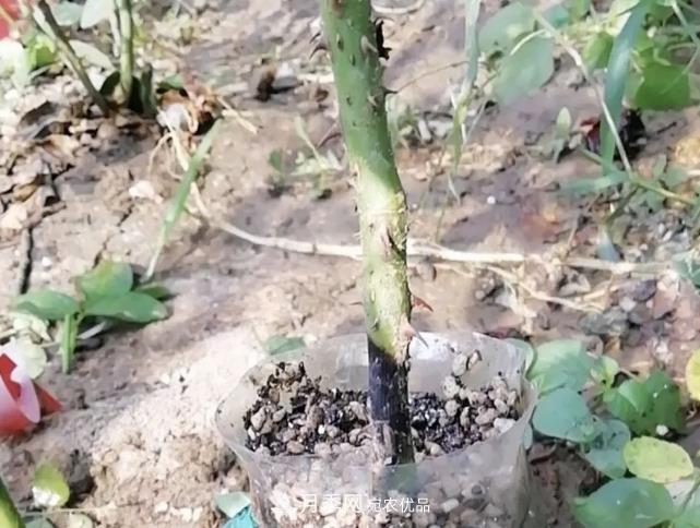 高壓月季出現(xiàn)黑桿？你可能“踩了”2個坑，其實高壓有方法(圖1)