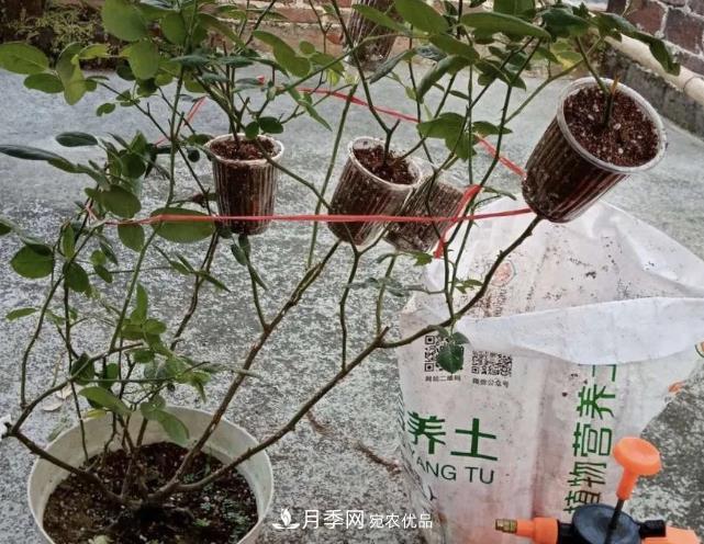 高壓月季出現(xiàn)黑桿？你可能“踩了”2個坑，其實高壓有方法(圖2)