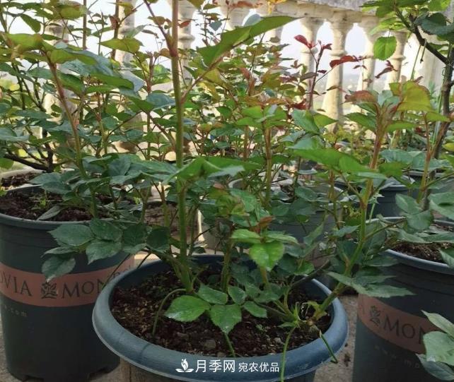 高壓月季出現(xiàn)黑桿？你可能“踩了”2個坑，其實高壓有方法(圖3)