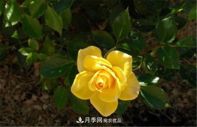 月季發(fā)燒友必知的國際10大名貴月季花，誰能養(yǎng)過超過5種(圖3)