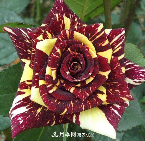 月季發(fā)燒友必知的國際10大名貴月季花，誰能養(yǎng)過超過5種(圖2)