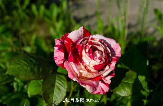月季發(fā)燒友必知的國際10大名貴月季花，誰能養(yǎng)過超過5種(圖5)