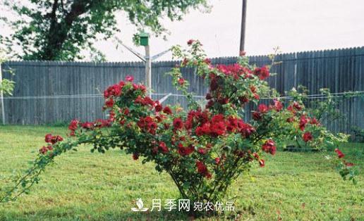 月季發(fā)燒友必知的國際10大名貴月季花，誰能養(yǎng)過超過5種(圖6)