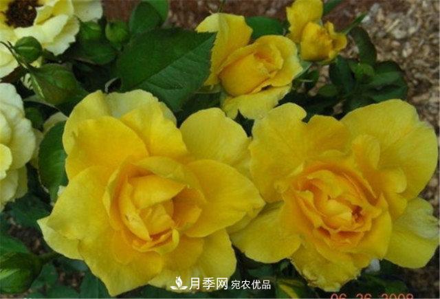 月季發(fā)燒友必知的國際10大名貴月季花，誰能養(yǎng)過超過5種(圖7)