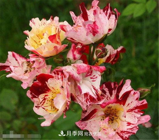 月季發(fā)燒友必知的國際10大名貴月季花，誰能養(yǎng)過超過5種(圖10)