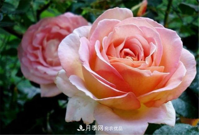 月季發(fā)燒友必知的國際10大名貴月季花，誰能養(yǎng)過超過5種(圖11)