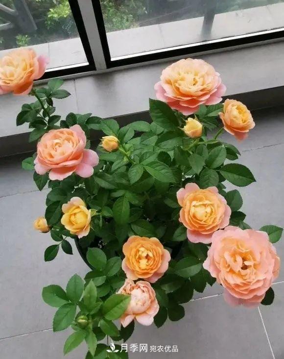 月季花中的“王者”，花友都喜歡養(yǎng)，如今沒(méi)落了，顏值依舊很高(圖1)